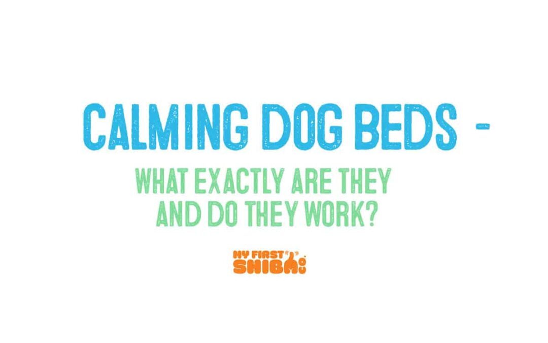 Calming Dog Beds – What Are They and Do They Work?