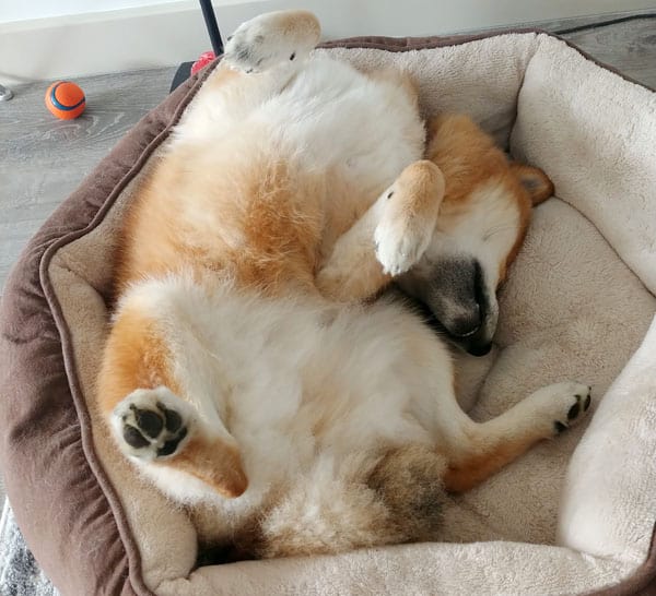 donut calming dog bed with shiba sleeping upside down