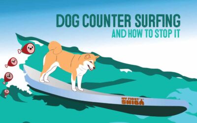 Counter Surfing – How To Keep Your Dog From Jumping on the Counter