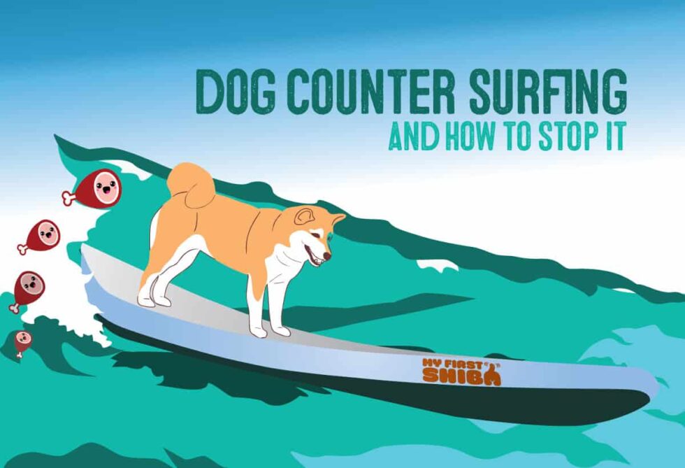 Counter Surfing – How To Keep Your Dog From Jumping On The Counter - My First Shiba Inu