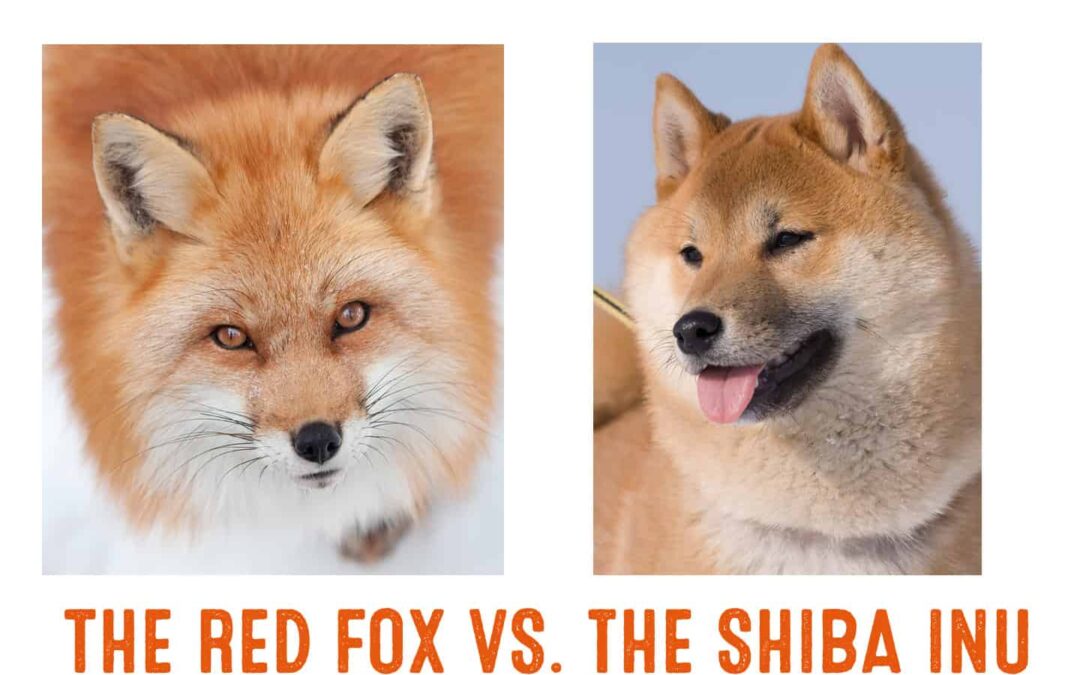 difference between shiba inu and fox