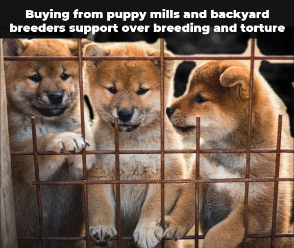 puppy mill shiba inus