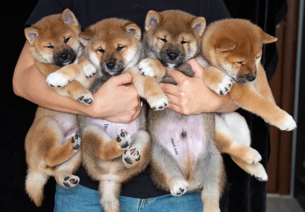 Purebred shiba inu store puppies