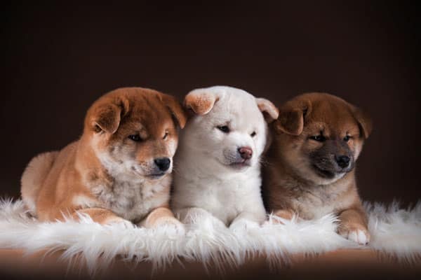 White Shiba Inu Baby