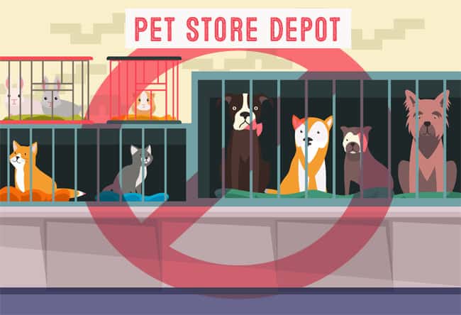 avoid pet store for puppy mill dogs