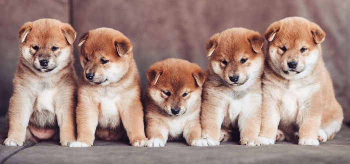 adorable group of young shiba inu puppies