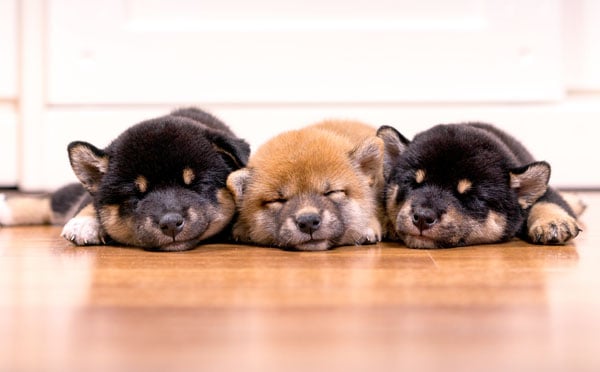 sleeping shiba inu puppies