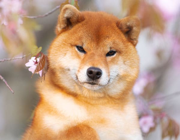 beautiful red shiba inu with full cheeks in front of cherry blossoms