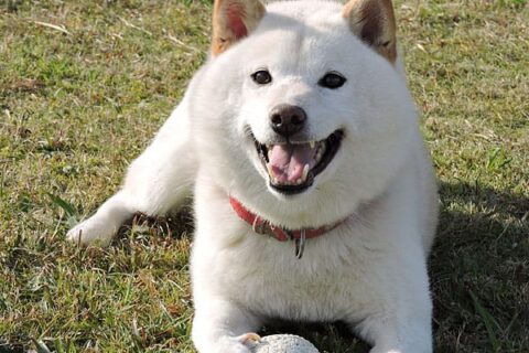 The Cream Shiba Inu – The Facts And The Controversy - My First Shiba Inu