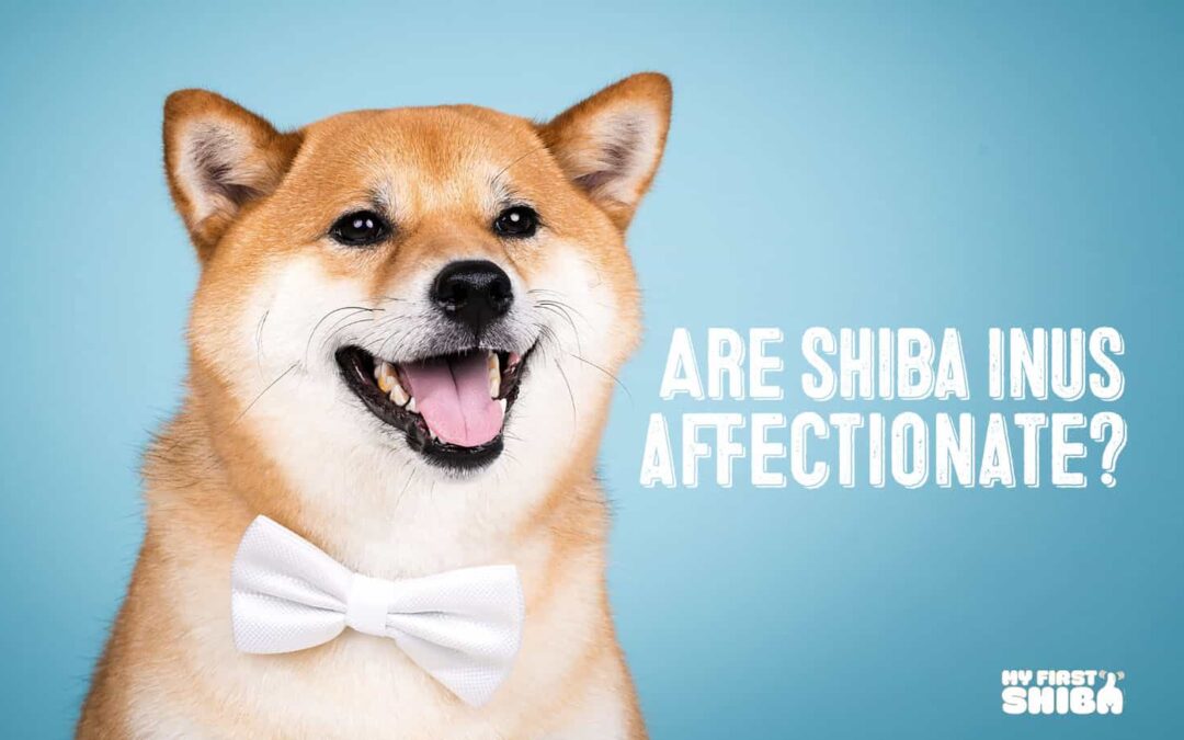 are shiba inus affectionate