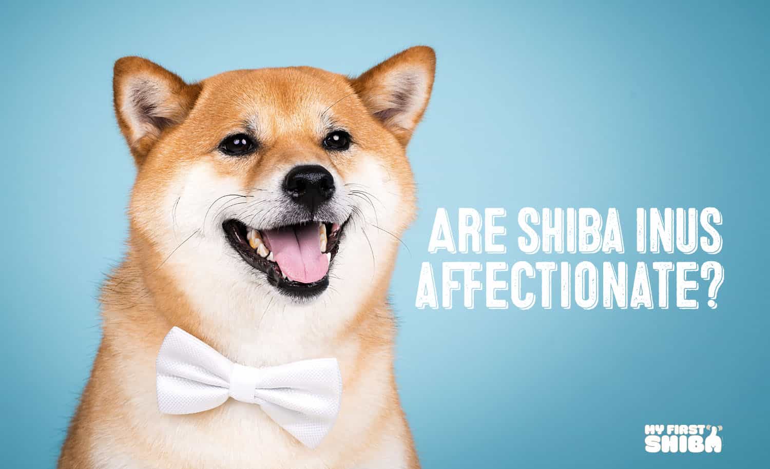 are shiba inus affectionate