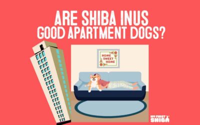 Are Shiba Inus Good Apartment Dogs?