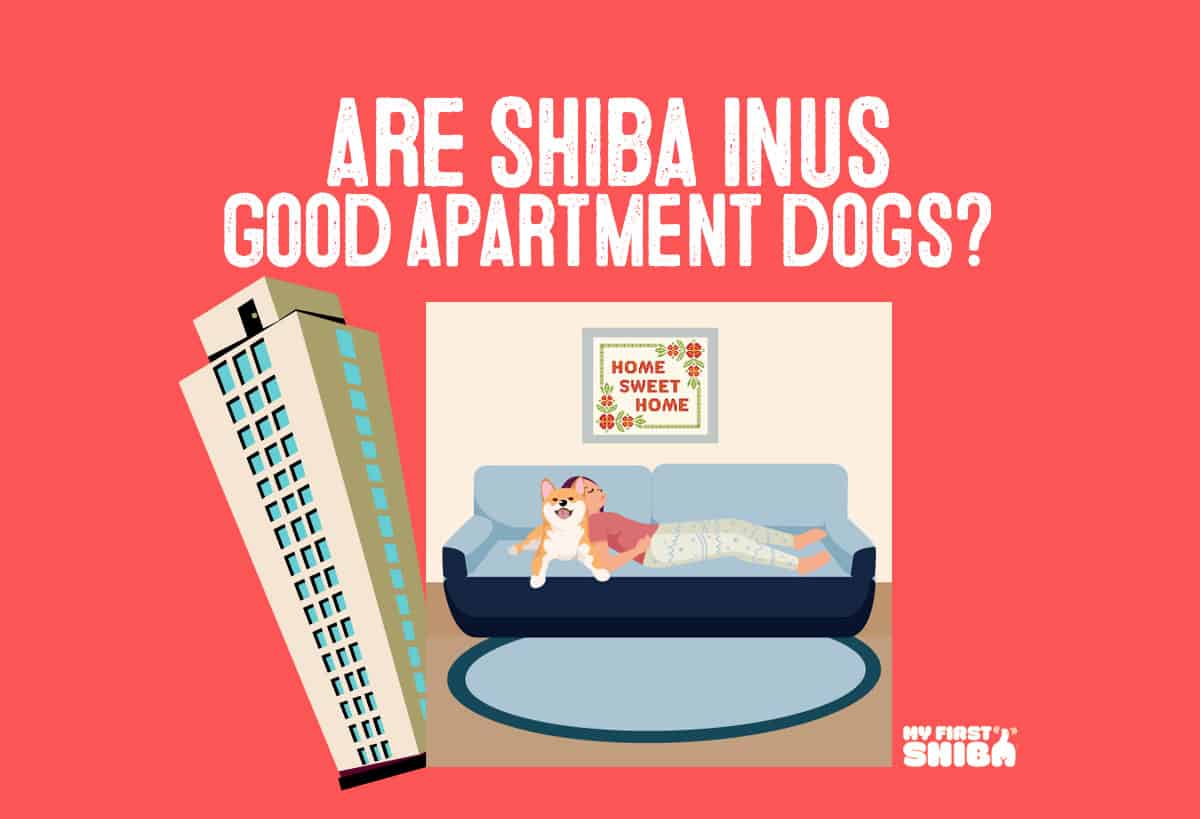 are shiba inus good apartment dogs infographic