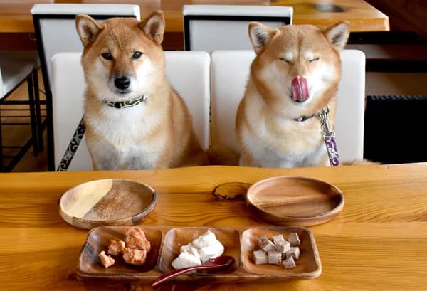 two shiba inus sitting at a dining table with food