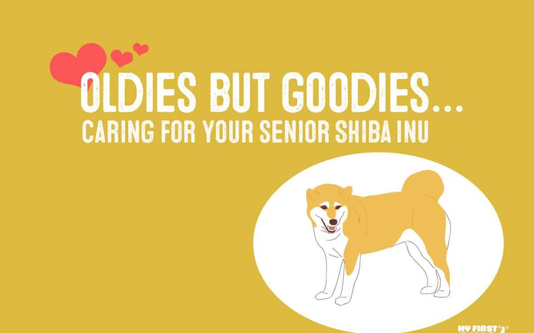 caring for your shiba inu senior dog