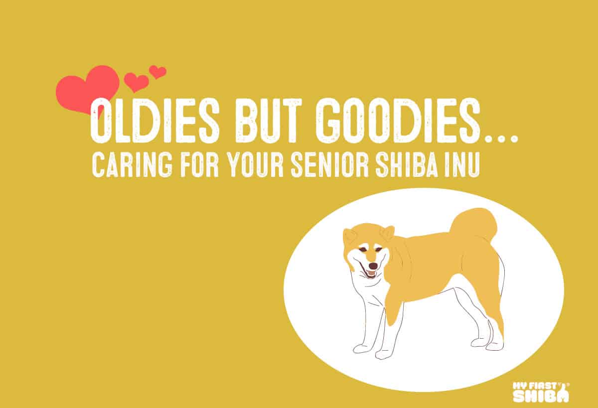 caring for your shiba inu senior dog