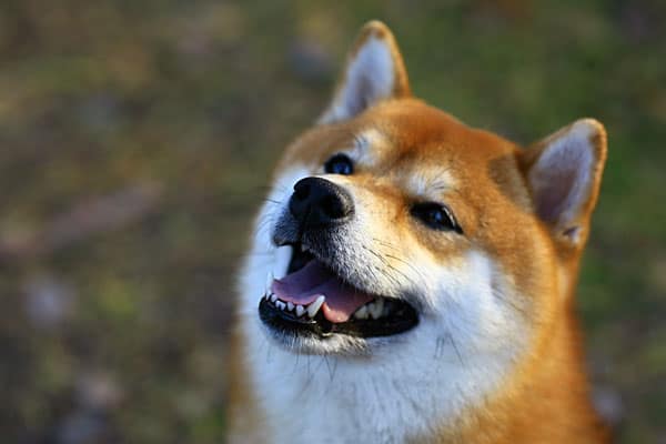 affectionate shiba inu smiling red dog 