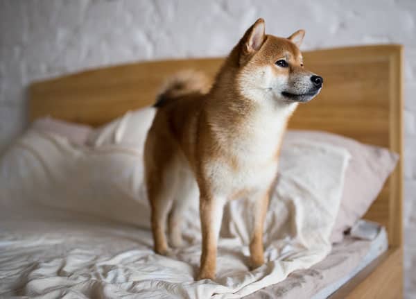 shiba inu dog standing on a human bed