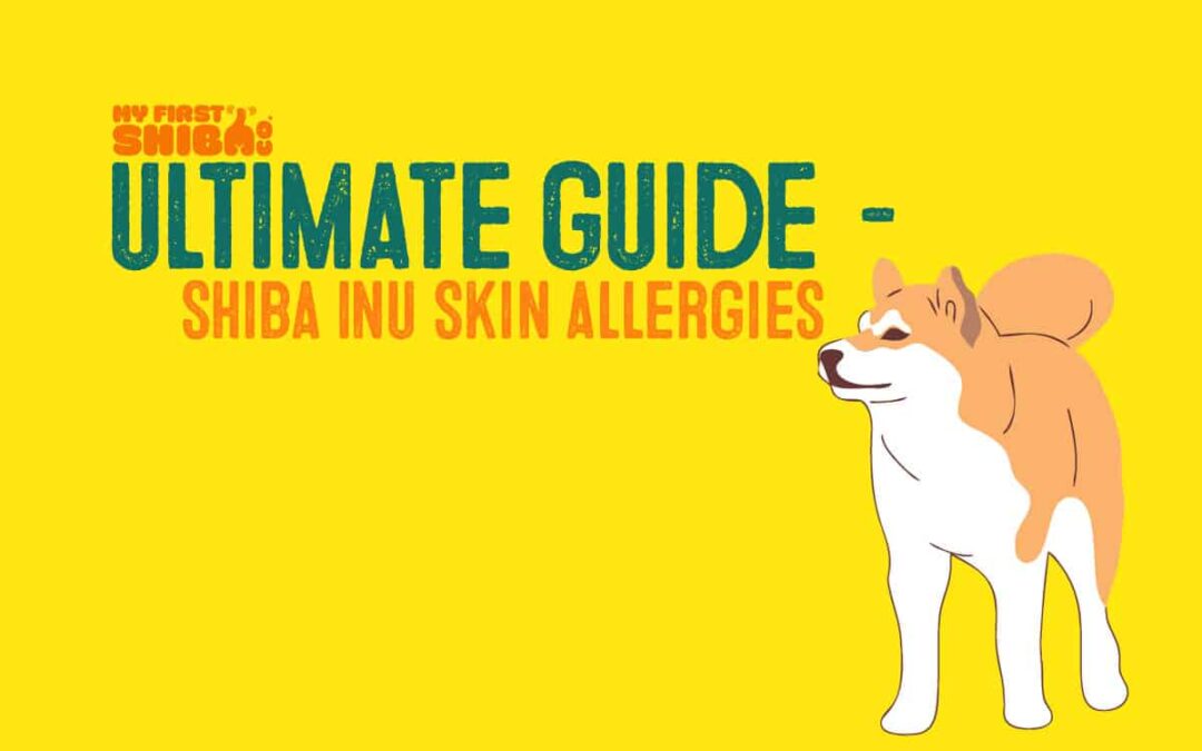shiba inu ultimate guide skin allergies