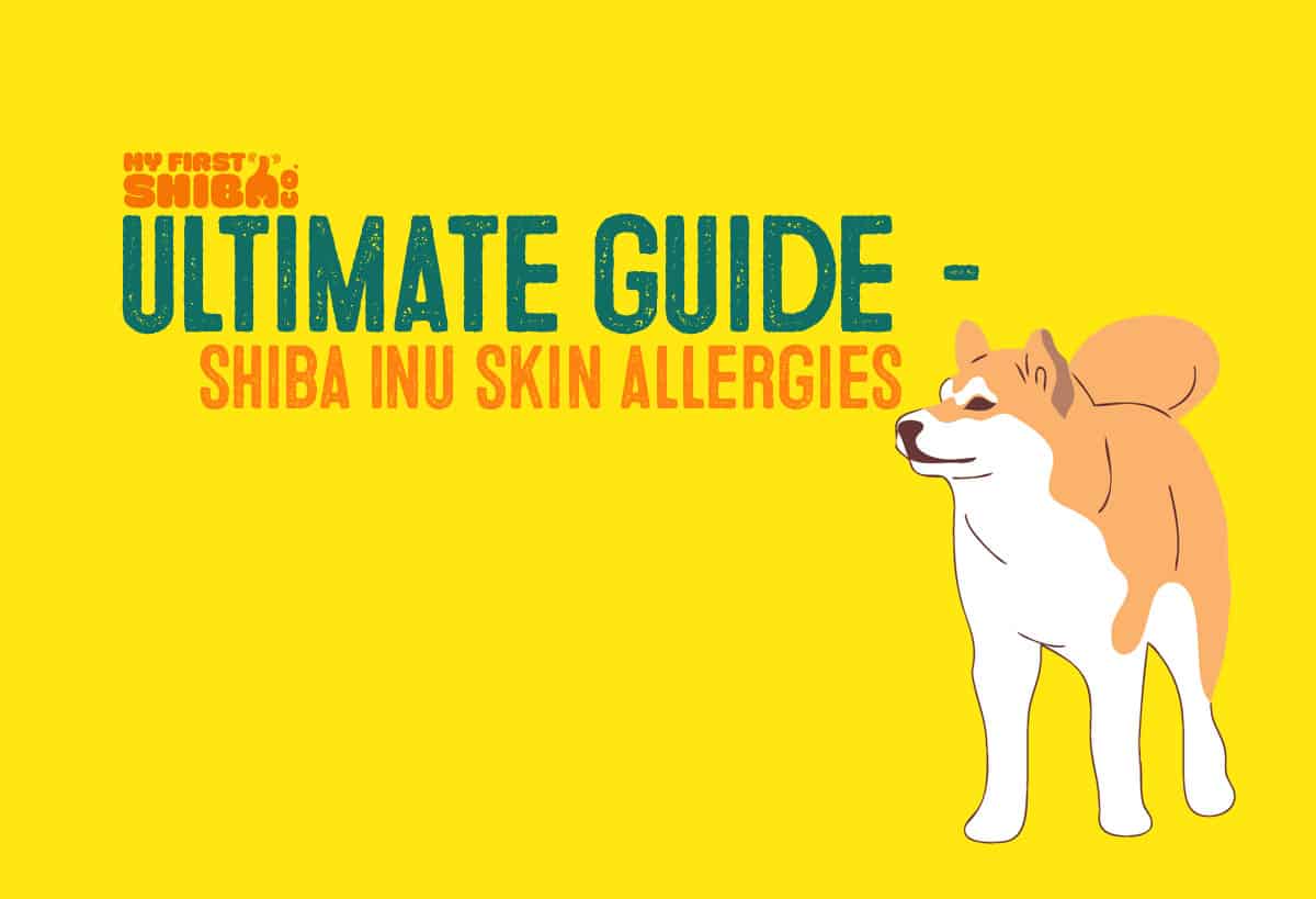 shiba inu ultimate guide skin allergies