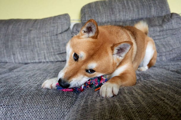 shiba inu biting a toy on the couch
