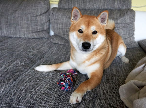 shiba inu resource guarding toy on couch