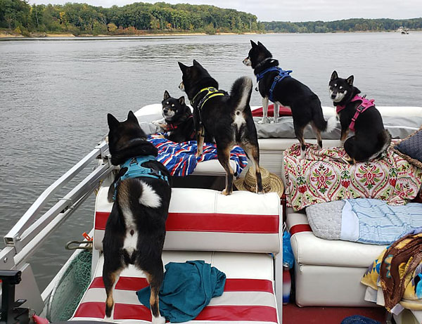 five black and tan shiba inus on a boat