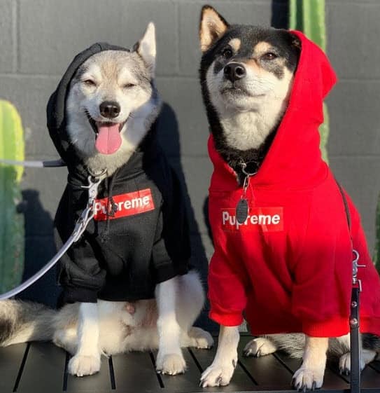 Supreme Shiba and Klee Kai