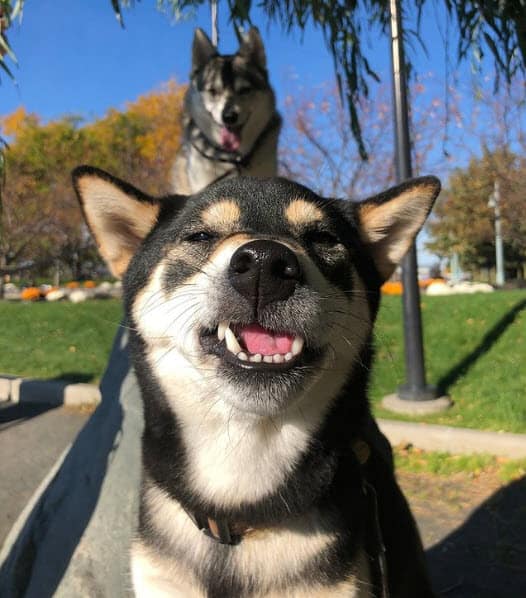 Black and tan shiba inu grinning