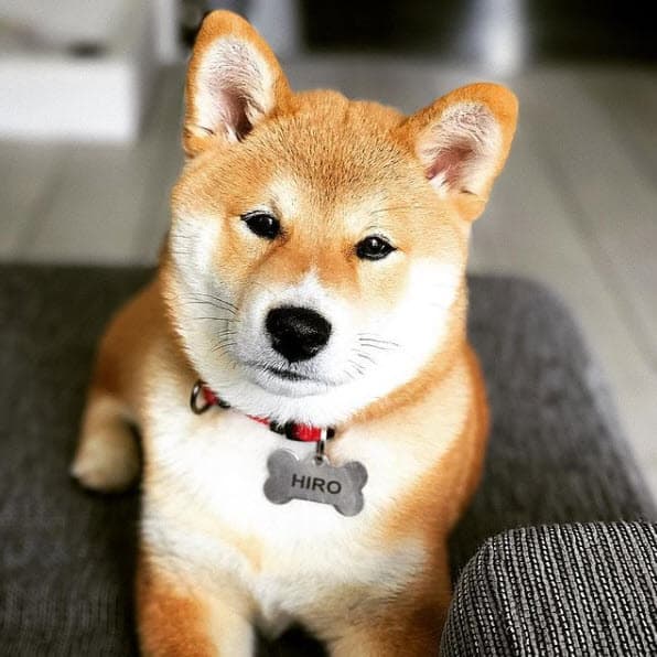 adorable red shiba inu puppy