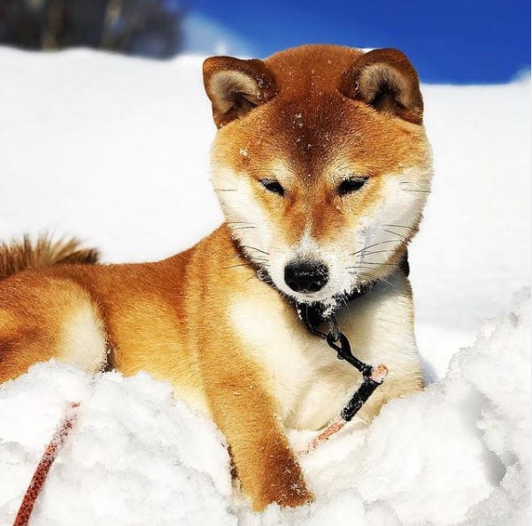 red shiba inu in the snow