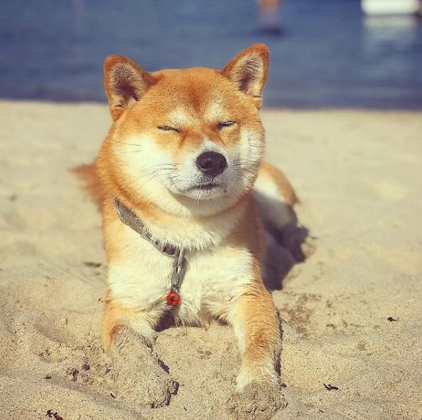 red shiba inu on beach sand