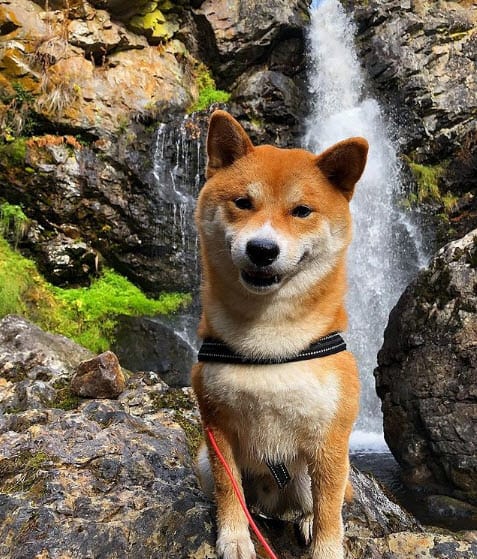 Beautiful red shiba inu from sweden