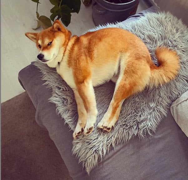 red shiba inu lying down