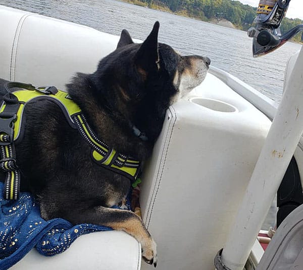 shiba inu black and tan relaxing on a boat ride