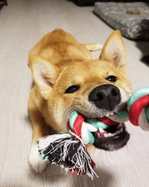 shiba inu playing tug