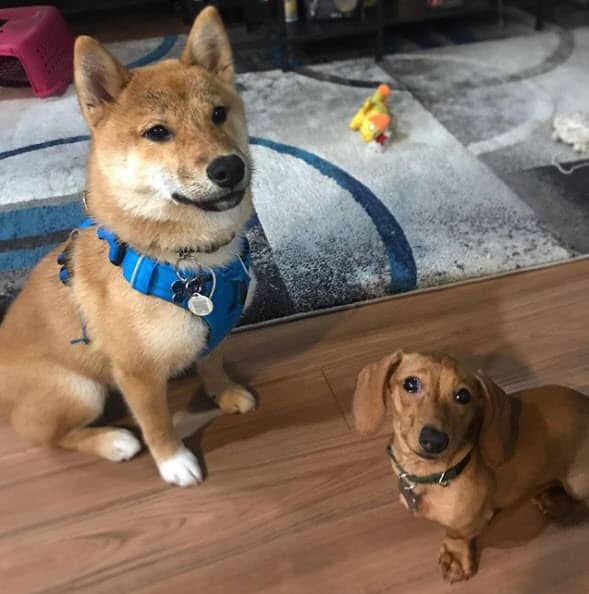 shiba inu and dachshund