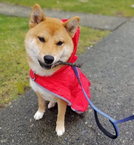 red shiba inu in red raincoat