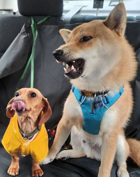 shiba inu and dachshund