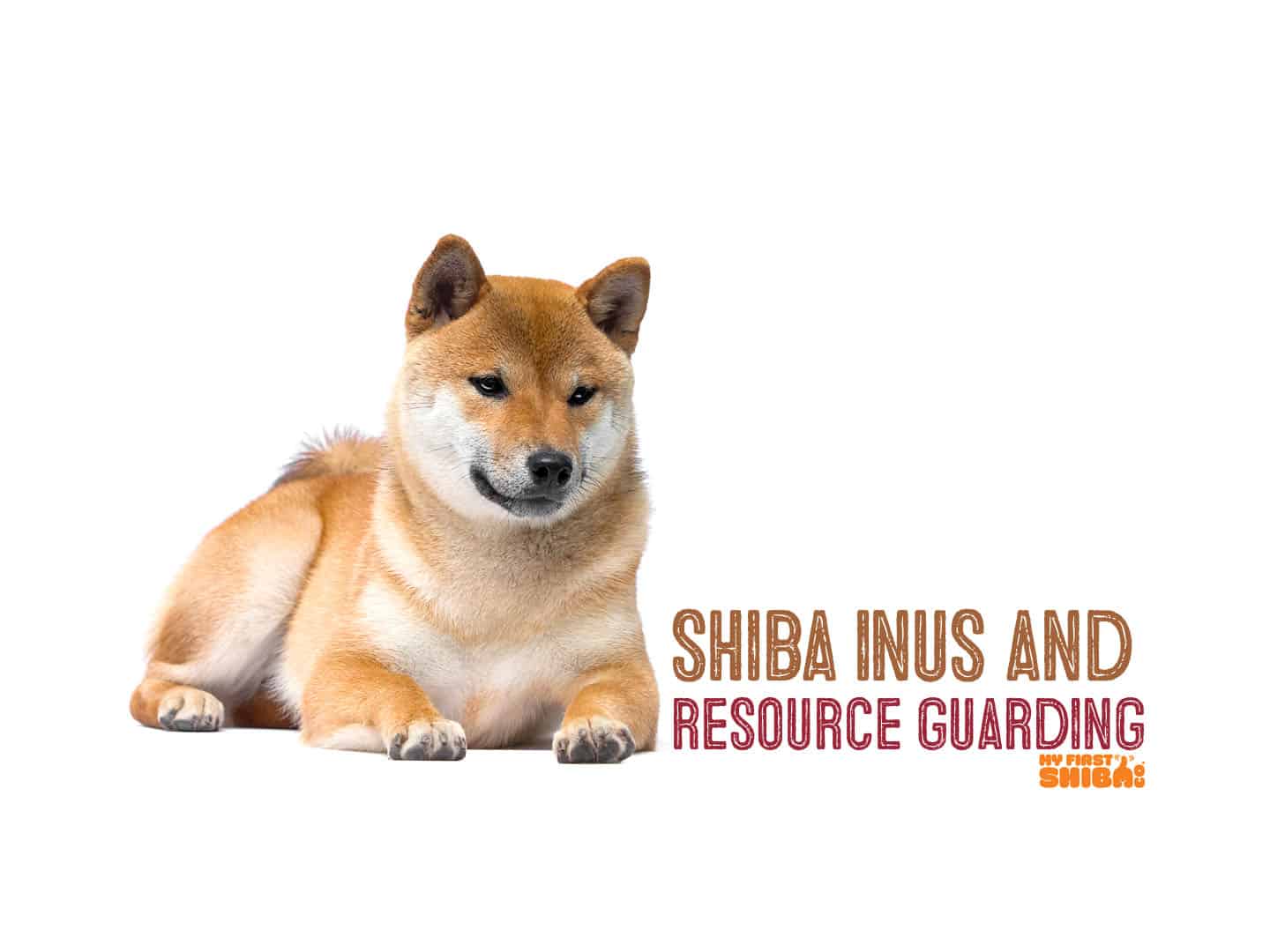 Shiba Inus And Resource Guarding - My First Shiba Inu