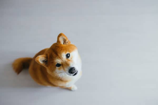 red shiba inu looking up