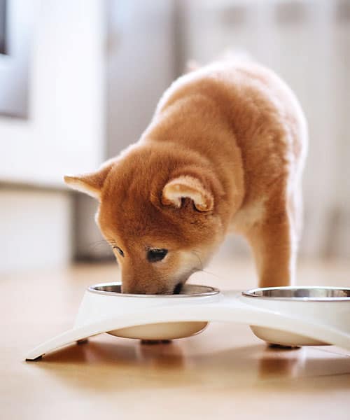 red shiba inu puppy eating from bowl