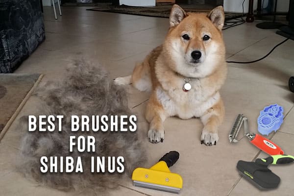 best brushes for shiba inus