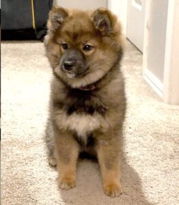 The Long-Hair A.K.A. Wooly Shiba Inu - My First Shiba Inu