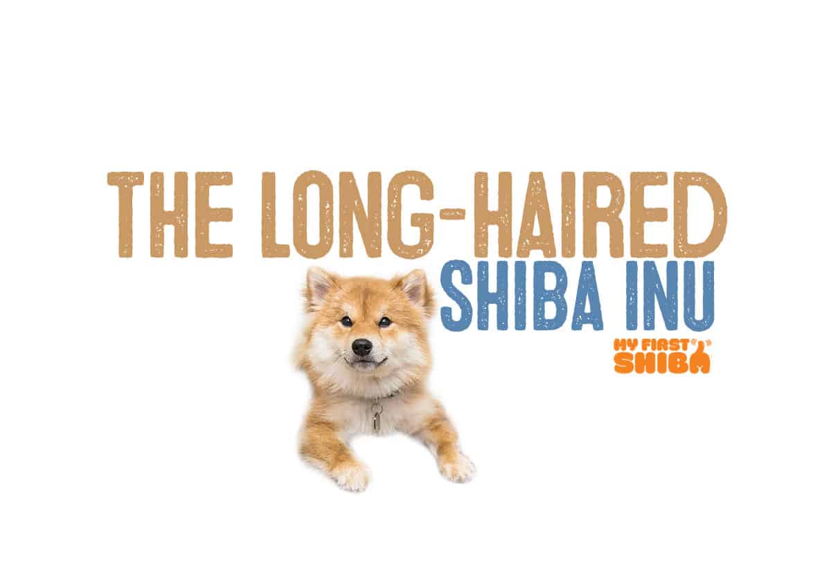 long-hair wooly shiba inu article image