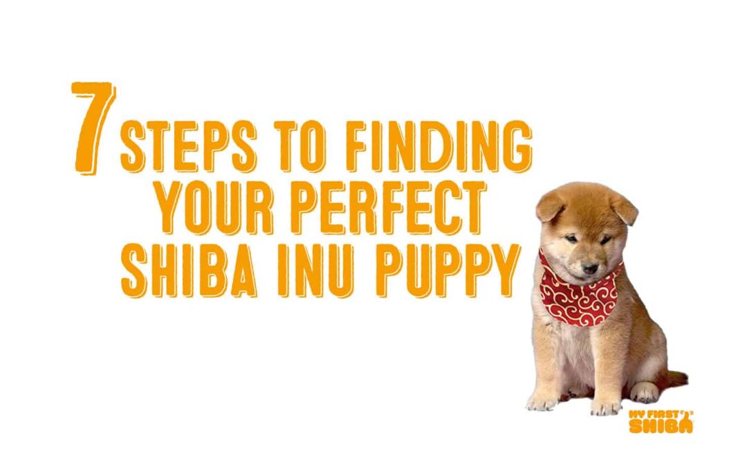 7 steps to find perfect shiba inu puppy