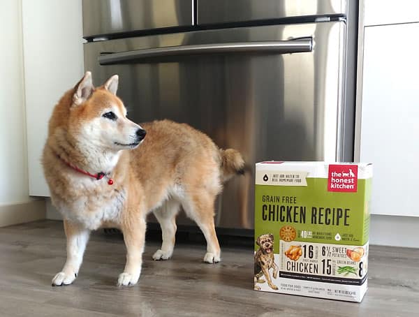 shiba inu loves honest kitchen dog food