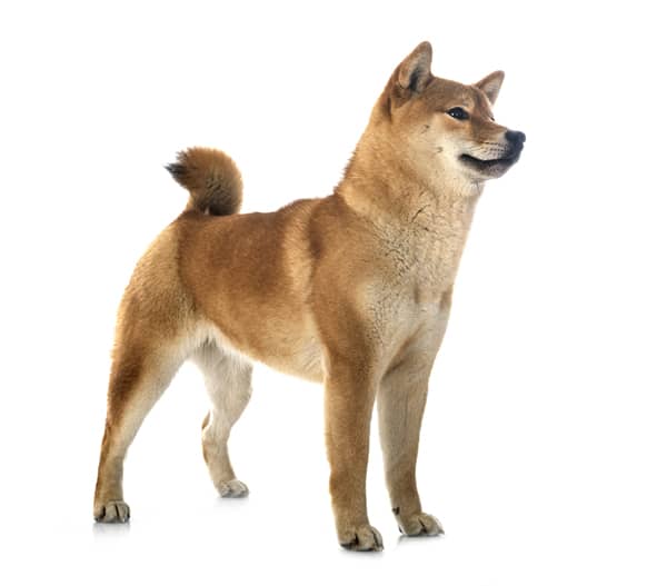 red shiba inu standing at attention
