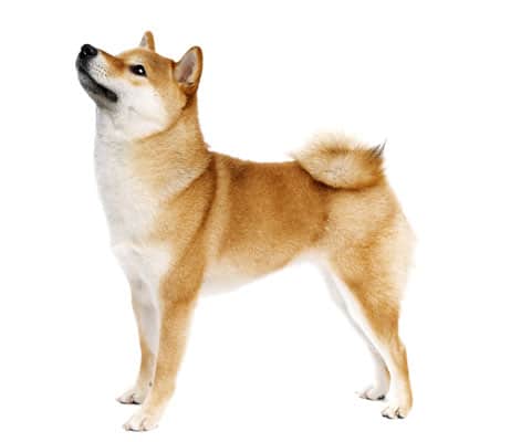 red shiba inu looking up