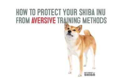 Protecting Your Shiba From Aversive Training Methods